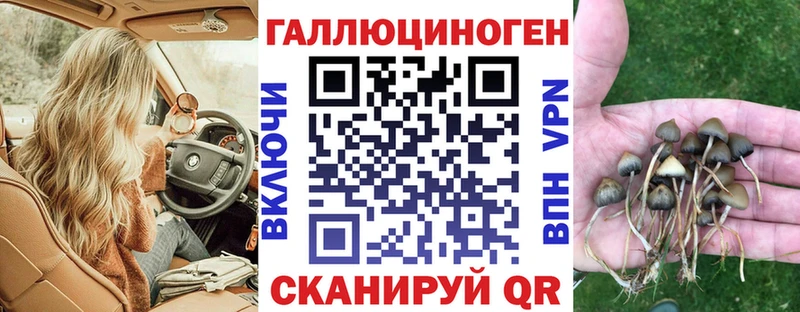 Псилоцибиновые грибы Psilocybe где можно купить Петровск-Забайкальский